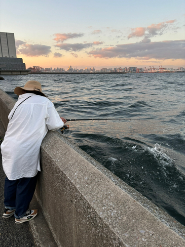 サッパの釣果