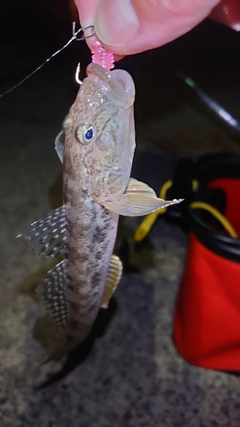 ハゼの釣果