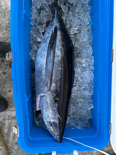 ビンチョウマグロの釣果