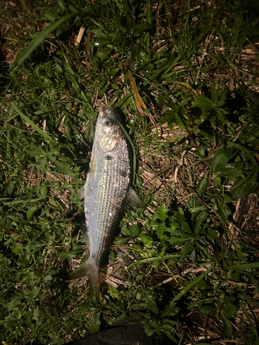 コノシロの釣果