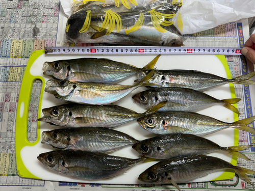 アジの釣果