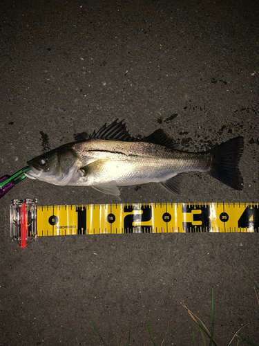 シーバスの釣果