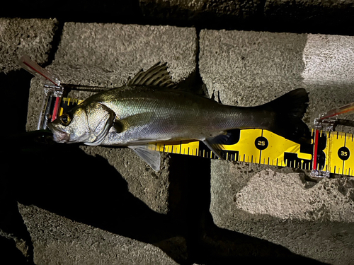 シーバスの釣果