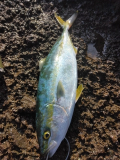 ハマチの釣果