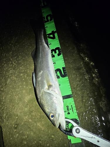 フッコ（マルスズキ）の釣果