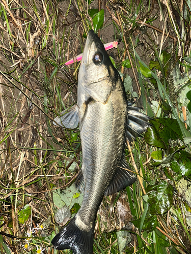 フッコ（マルスズキ）の釣果