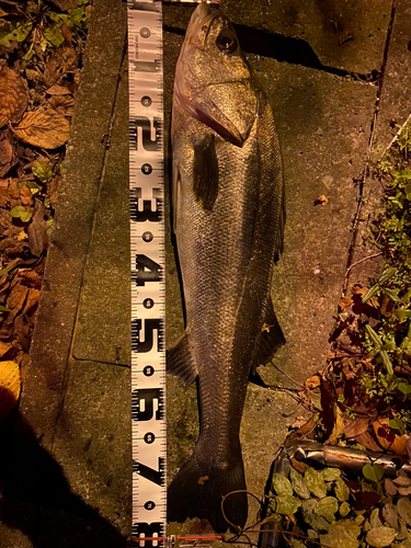 シーバスの釣果