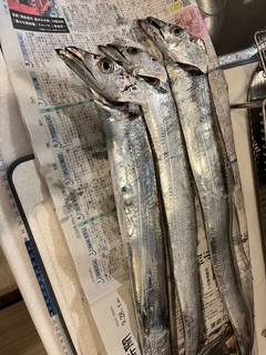 タチウオの釣果