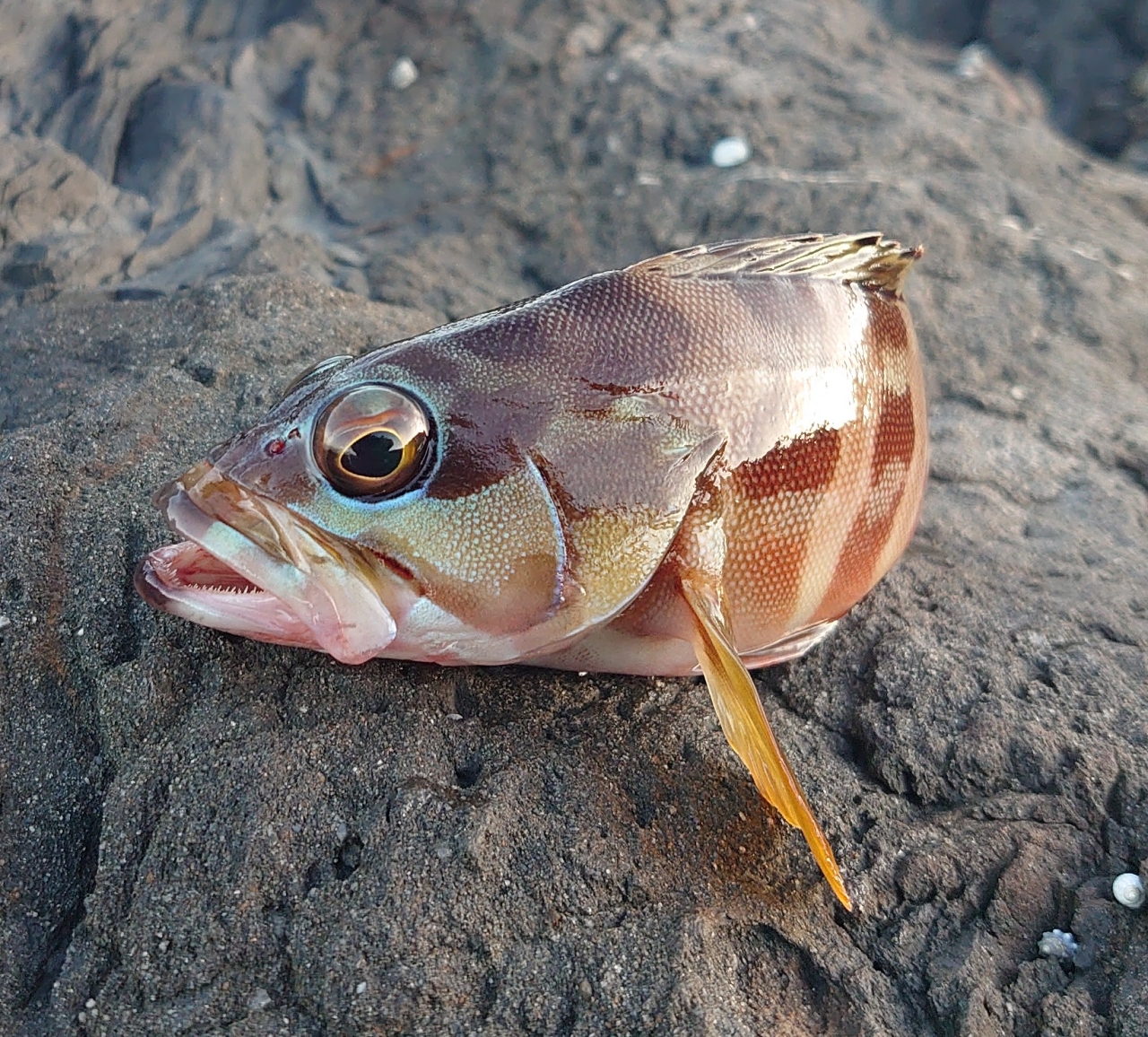 アカハタ