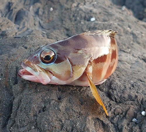 アカハタの釣果