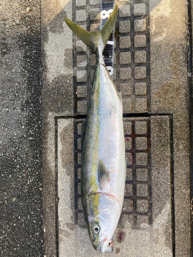 ブリの釣果