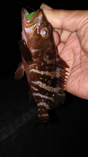 アコウの釣果