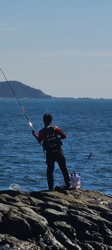 アオブダイの釣果