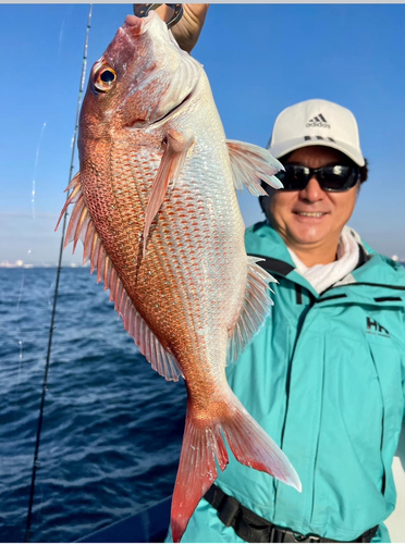 マダイの釣果