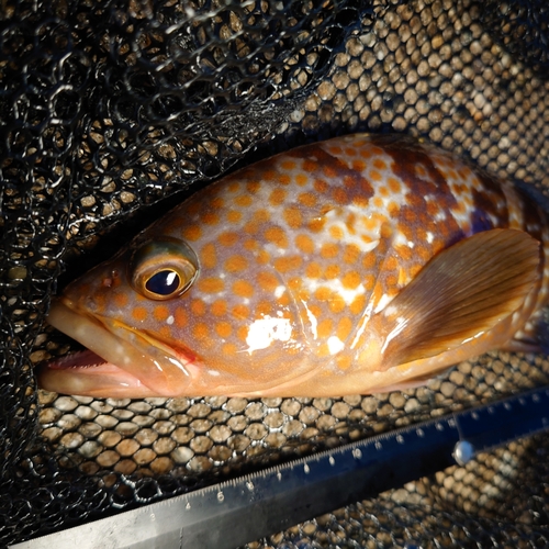 キジハタの釣果