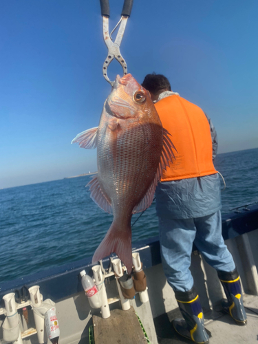 マダイの釣果