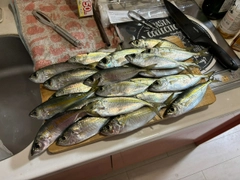 アジの釣果