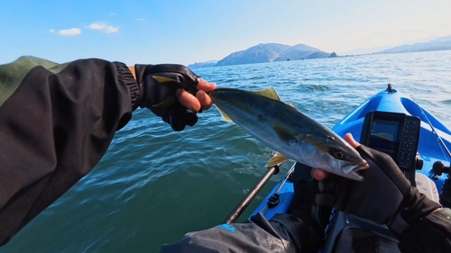 ツバスの釣果