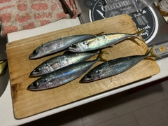 ムロアジの釣果