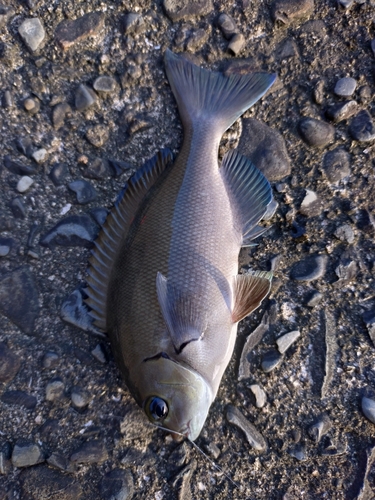 グレの釣果