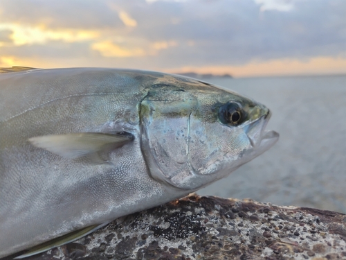 フクラギの釣果