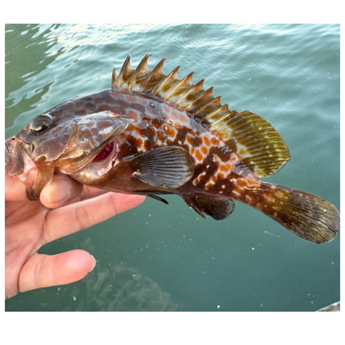 アコウの釣果