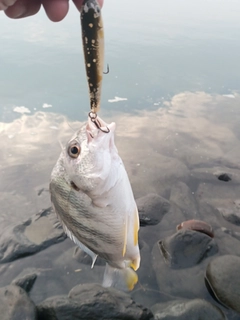 キビレの釣果