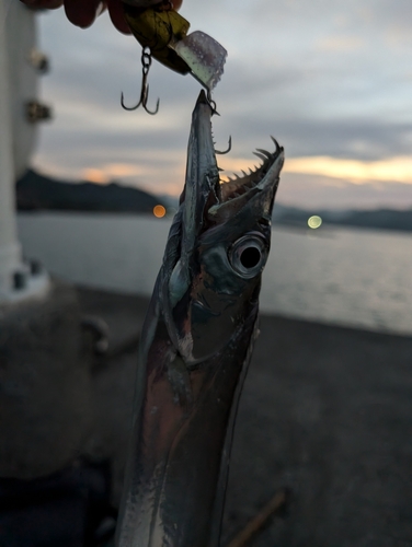 タチウオの釣果