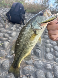 ラージマウスバスの釣果