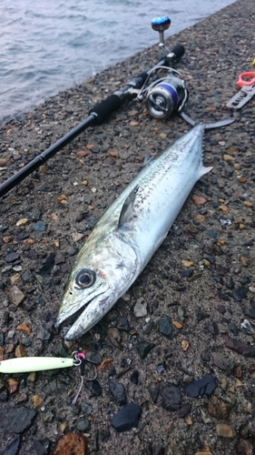 サゴシの釣果