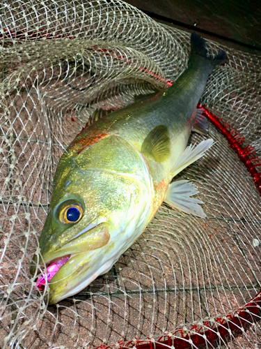 スズキの釣果