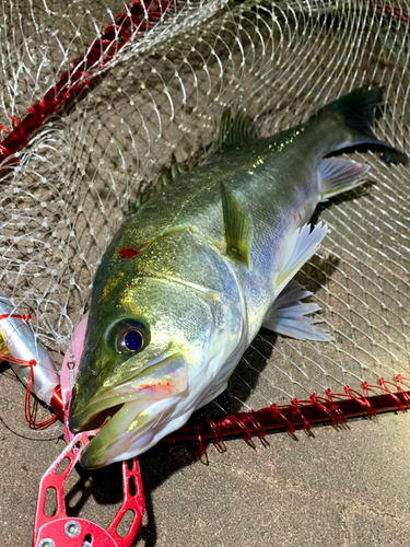 フッコ（マルスズキ）の釣果