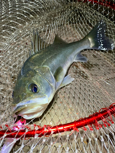 フッコ（マルスズキ）の釣果