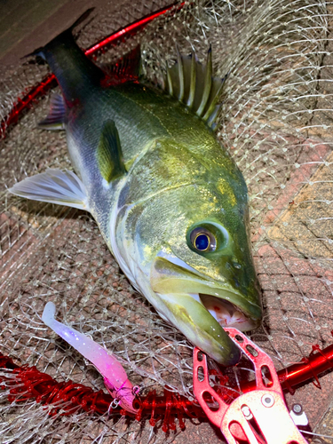 スズキの釣果