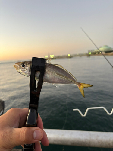 マアジの釣果