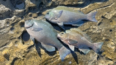 クチブトグレの釣果