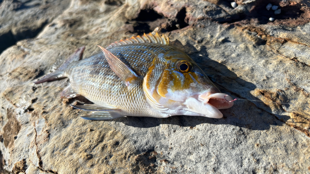 クチブトグレ