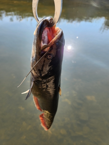 ニホンナマズの釣果