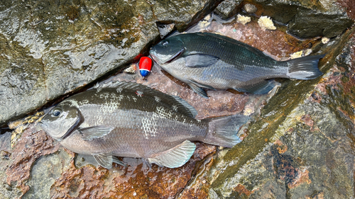 クチブトグレの釣果