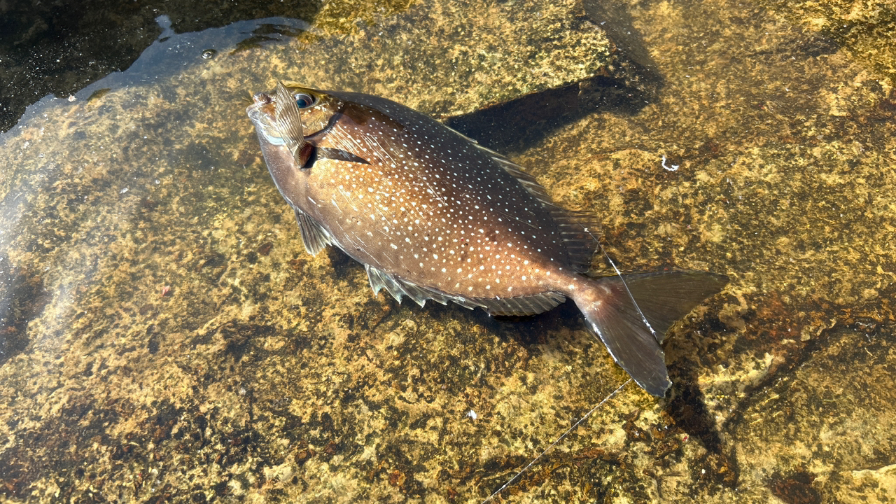 クチブトグレ