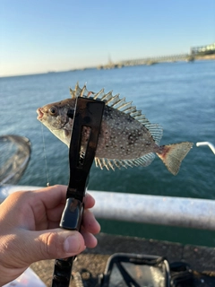 アイゴの釣果