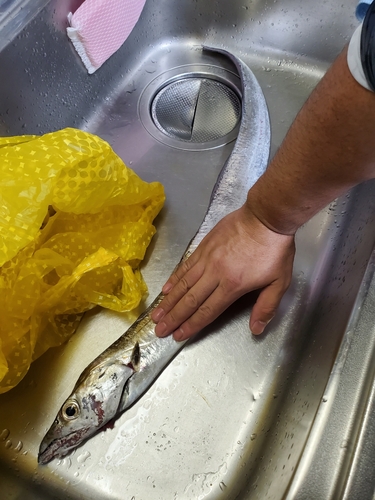 タチウオの釣果