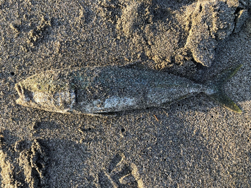 イナダの釣果