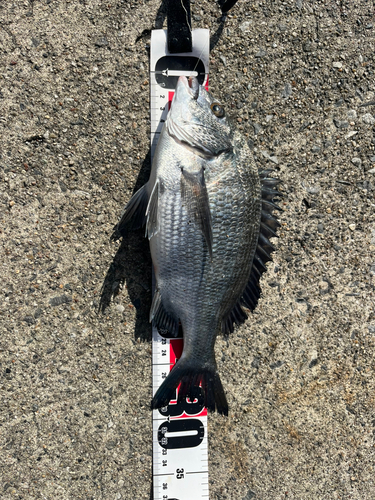 クロダイの釣果