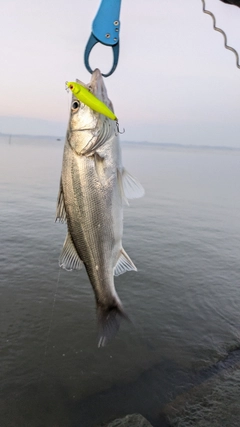 シーバスの釣果