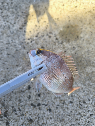 タイの釣果