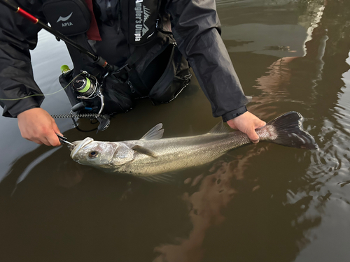 マルスズキの釣果