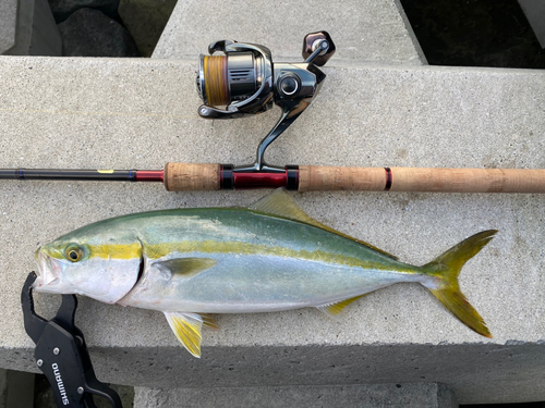 ツバスの釣果