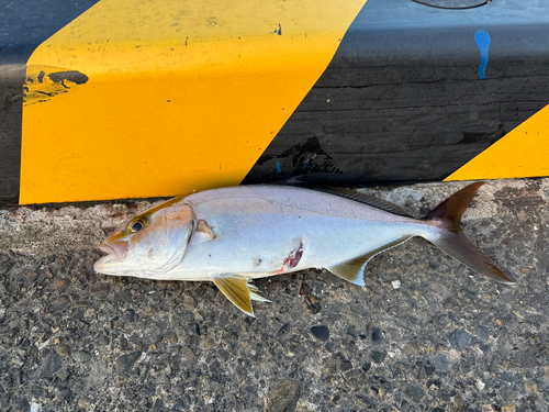 ショゴの釣果