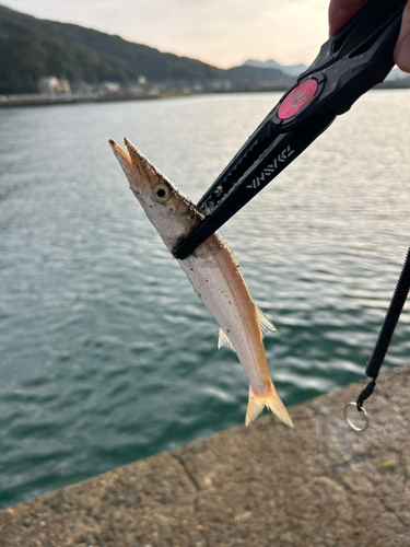 カマスの釣果